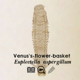 venus flower basket belongs to phylum