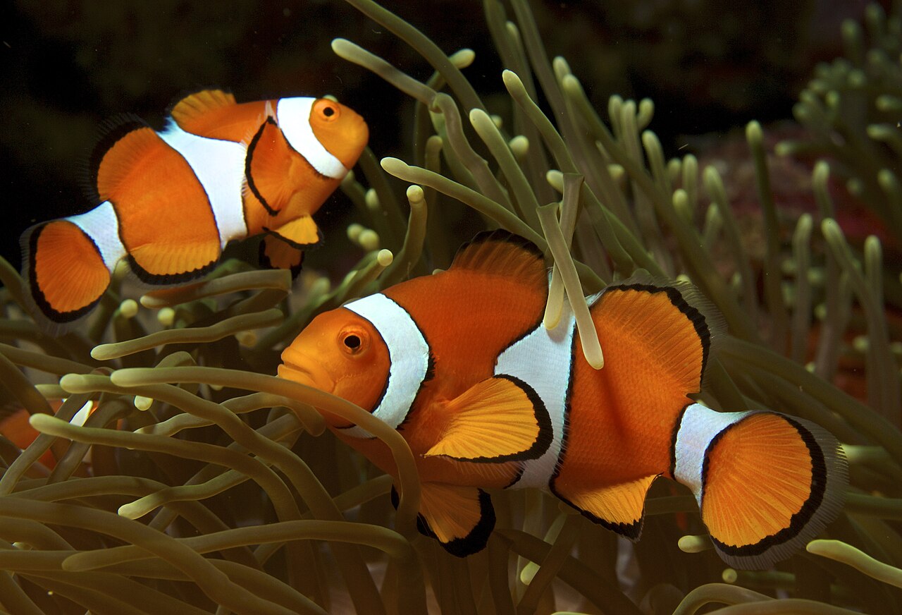 False Clown Anemonefish Endless Ocean Wiki Fandom