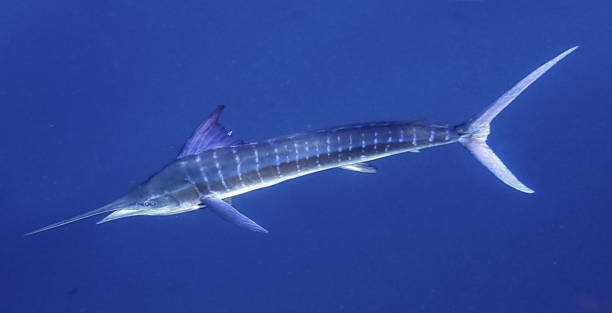 How to Catch Striped Marlin - Tips for Fishing For Striped Marlin