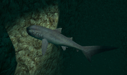 Megamouth shark 骨格標本 Plankton Nankai Trough, shark, blue