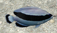 Banded Angelfish 3