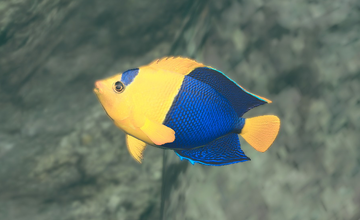 洋楽 Angelfish Japanese Angelfish (Centropyge interruptus) - Joel Sartore