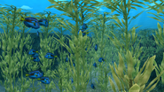 Kelp Tunnel.