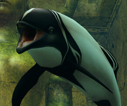 Commerson's Dolphin Partner Detail 1.png