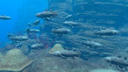 A large gathering of Emperors, seen during Endless Ocean Luminous's "Scintillating Dive II" event dive.