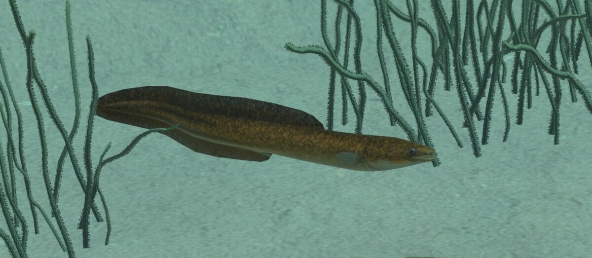 Giant Mottled Eel | Endless Ocean Wiki | Fandom