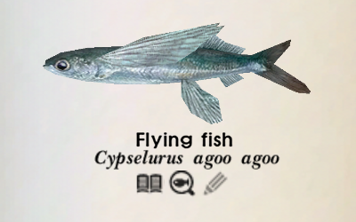 Flying Fish  National Wildlife Federation