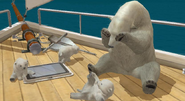 A family of polar bears on the Gabbiano. Note the color of the water in the background.