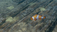 A false clown anemonefish in a Ship's Rest zoom. These fish do not appear in such zooms in the final game. Note the lack of fog.