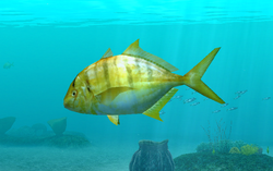 Golden Trevally Pilotfish For Sale (Gnathanodon speciosus). TOP