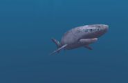 Greenland shark 2