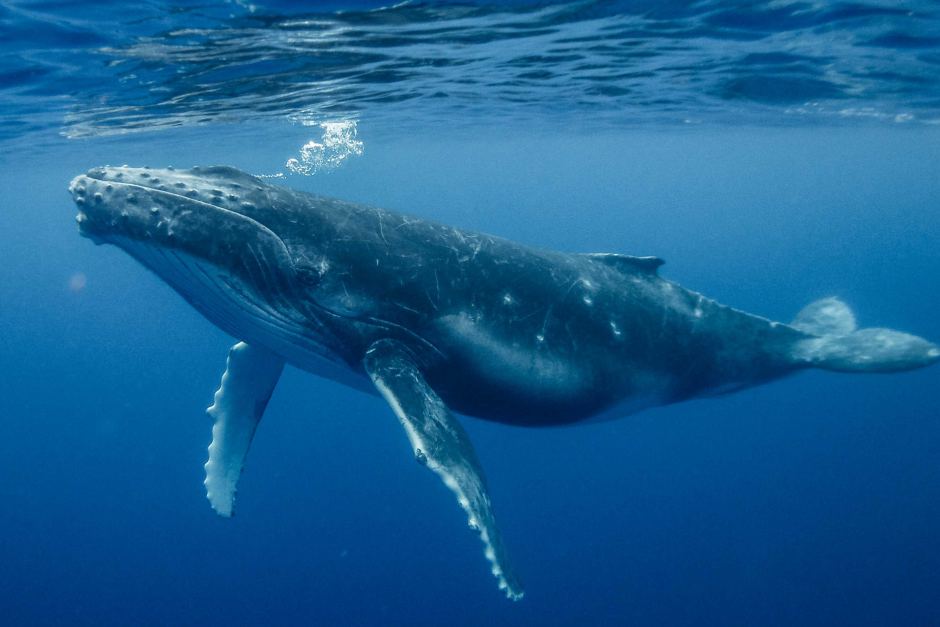 Humpback Whale Endless Ocean Wiki Fandom