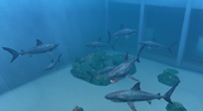 The aquarium when filled with nothing but Magu Tapa.