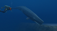 A sperm whale in Endless Ocean, entering Deep Valley.