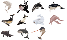 Dolphins compiled.png