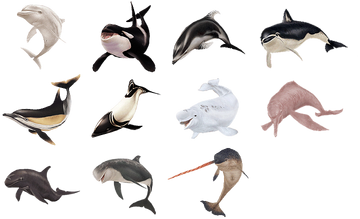 その他 Artbeats Dolphins その他 Artbeats Dolphins Dolphin with Headphones – Andrew Wendel