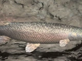 Alligator Gar