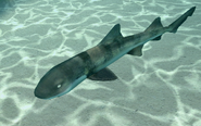 Banded Houndshark 1