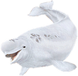 Beluga png.png