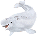 Beluga png