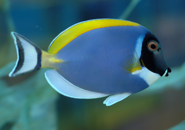 Powder Blue Tang | Endless Ocean Wiki | Fandom