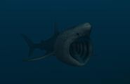 Basking shark 2