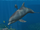 Bottlenose Dolphin