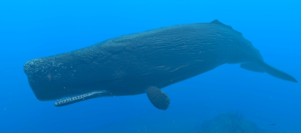 [注目！！]サーフボード Sperm whale Sperm Whale – Channel Islands Surfboards