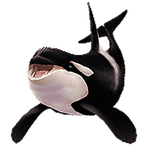 Orca png