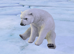 Polar Bear