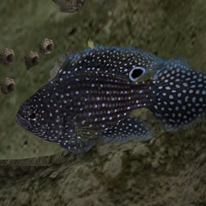 Marine Betta Endless Ocean Wiki Fandom