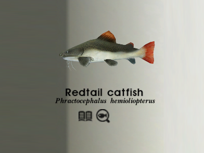 Redtail Catfish, Endless Ocean Wiki