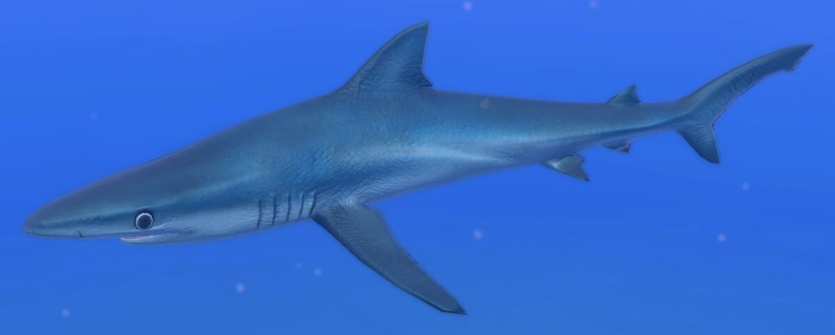 Blue Shark | Endless Ocean Wiki | Fandom