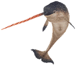 Narwhal png