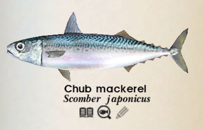Chub Mackerel, Endless Ocean Wiki
