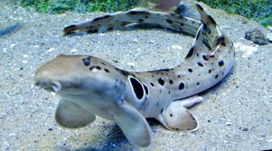 Epaulette Shark | Endless Ocean Wiki | Fandom