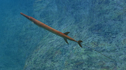 Red Cornetfish Endless Ocean Wiki Fandom