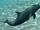 False Killer Whale Partner