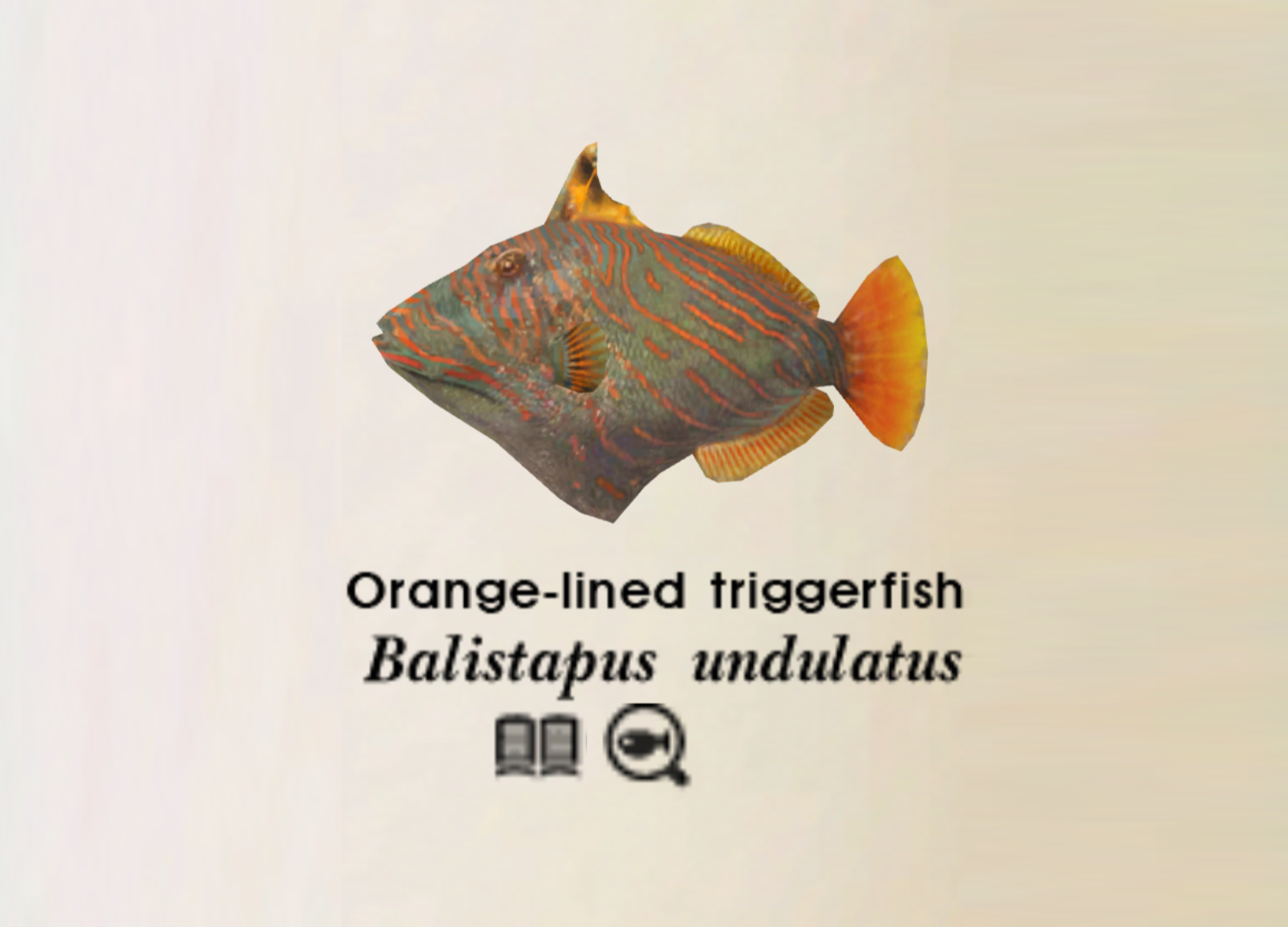 undulate triggerfish