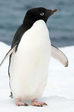 Adelie penguin 様オーダー Adélie Penguin | Endless Ocean Wiki | Fandom