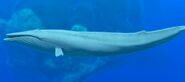 The Ancient Mother, as seen in Endless Ocean Luminous.