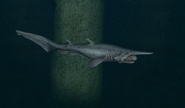 Goblin Shark 2