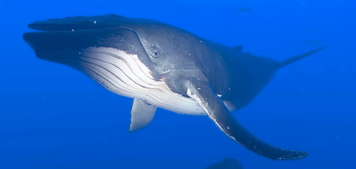 Ocean Life (海の生きもの)　Humpbackwhale二趣 0105 Ocean Life (海の生きもの) Humpbackwhale二趣 0105