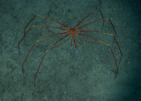 deep sea giant spider crab