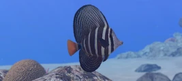 Sailfin Tang EOL