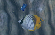 A threadfin butterflyfish alongside a juvenile threespot dascyllus.