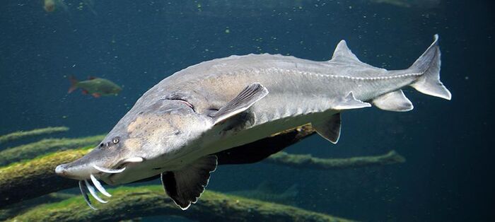 Beluga, European sturgeon (Huso huso) Water animals, Beluga sturgeon, Reptile pl