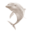 Albino bottlenose png.png