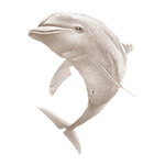 Albino bottlenose png