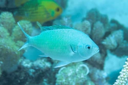 Blue Green Damselfish | Endless Ocean Wiki | Fandom